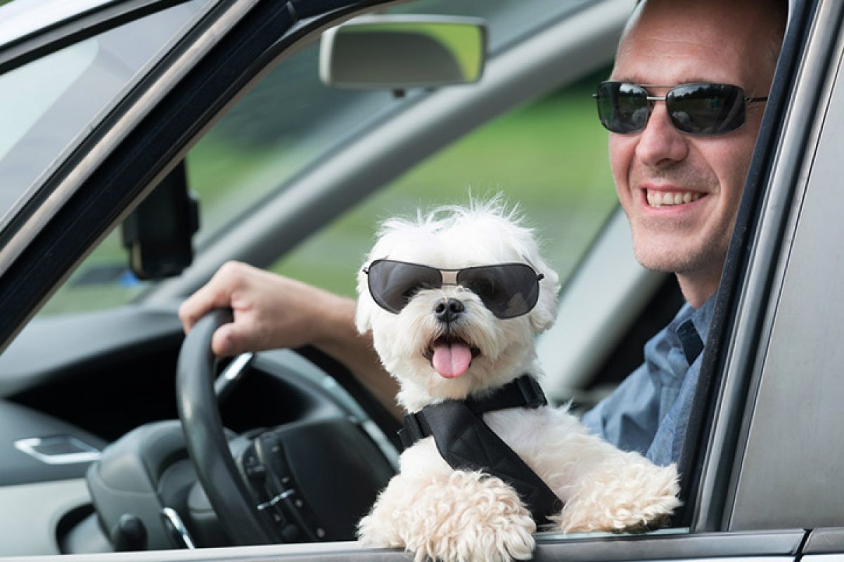 Consejos para viajar en coche con perro - Mis Mascotas - MisMascotas